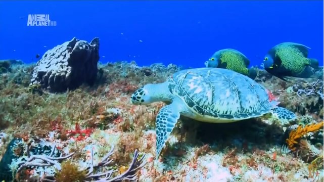 Чудеса голубой планеты Северная Америка 6 серия