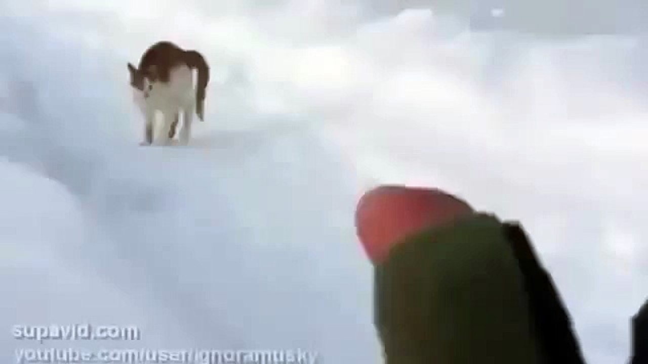 САМЫЙ СВИРЕПЫЙ КОТ! СМОТРЕТЬ ВСЕМ!!! ⁄ THE MOST FURIOUS CAT! TO LOOK ALL! ! !