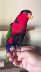 Попугай пародирует телефонный звонок