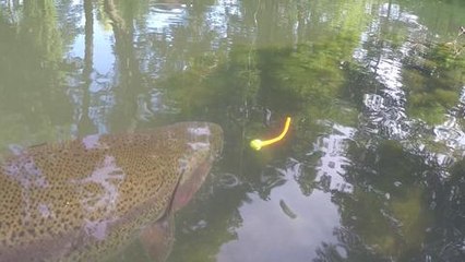 grosse truite arce en ciel