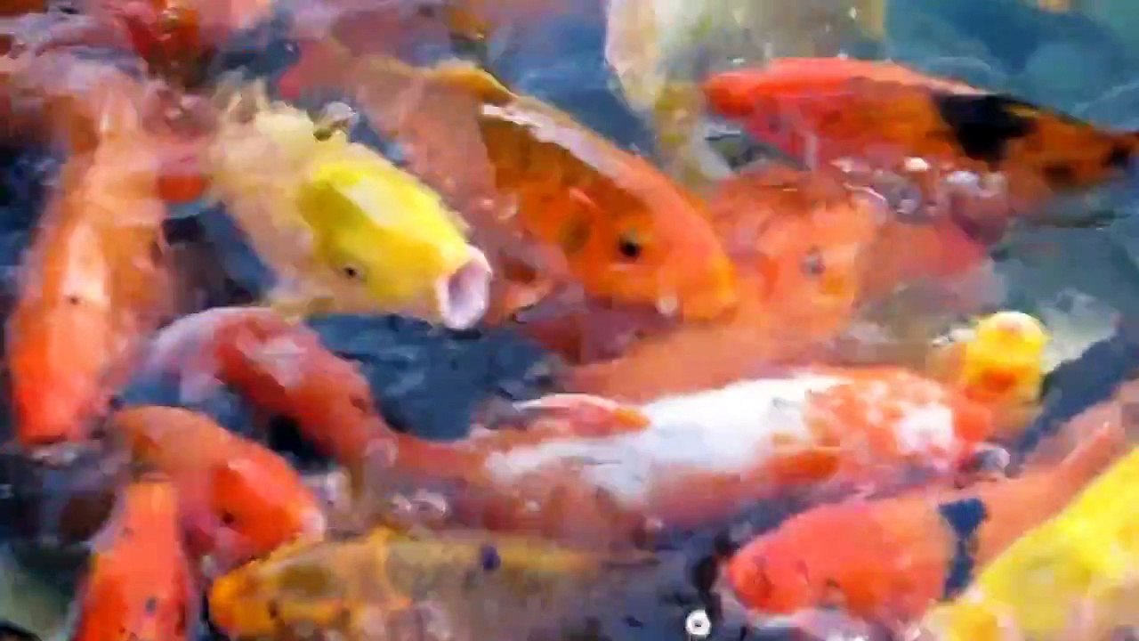 ปลาคาร์ฟ บ่อดิน | ปลาคาร์ฟ | Koi Fish