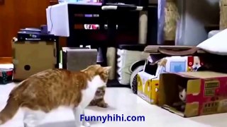 Funny Cats Compilation Funny animals Compilation 2015