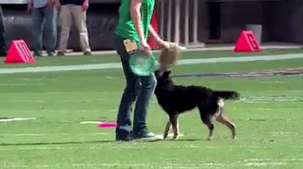 Trained Dogs performing during in the crowd