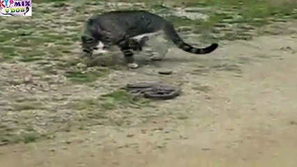 NEW Most Dangerous Cat/Snake Fight to DEATH !!