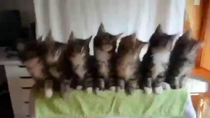 Позитивные котики. Funny cats.