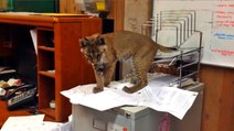 Bobcat Gets Into Office And Destroys Filing System