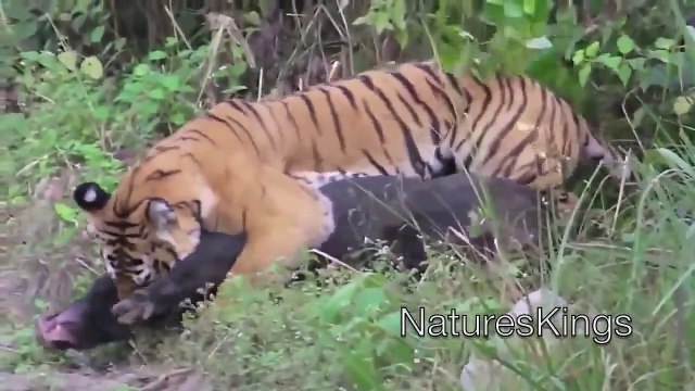 Boar vs Tiger Tiger Attack National Geographic Wild & Discovery Channel HD™  (Official) - video Dailymotion