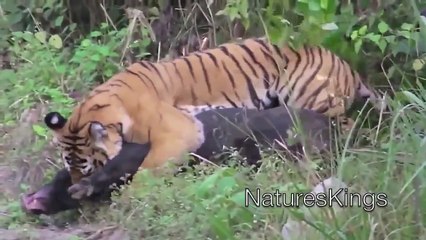 Boar vs Tiger Tiger Attack National Geographic Wild & Discovery Channel HD™ (Official)
