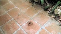 Des fourmis font un circle pit sur du metal! Hilarant!