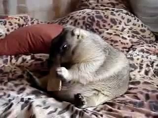 Une grosse marmotte mange un gateau... WTF