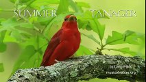 (101) Summer Tanager ♥ - أجمل ما ترى عيناك ღ طيور ღ