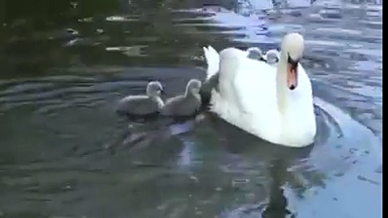 مامتا کی ایک جھلک