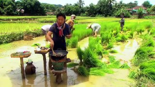 Rice paddy frog curry Thai cuisine