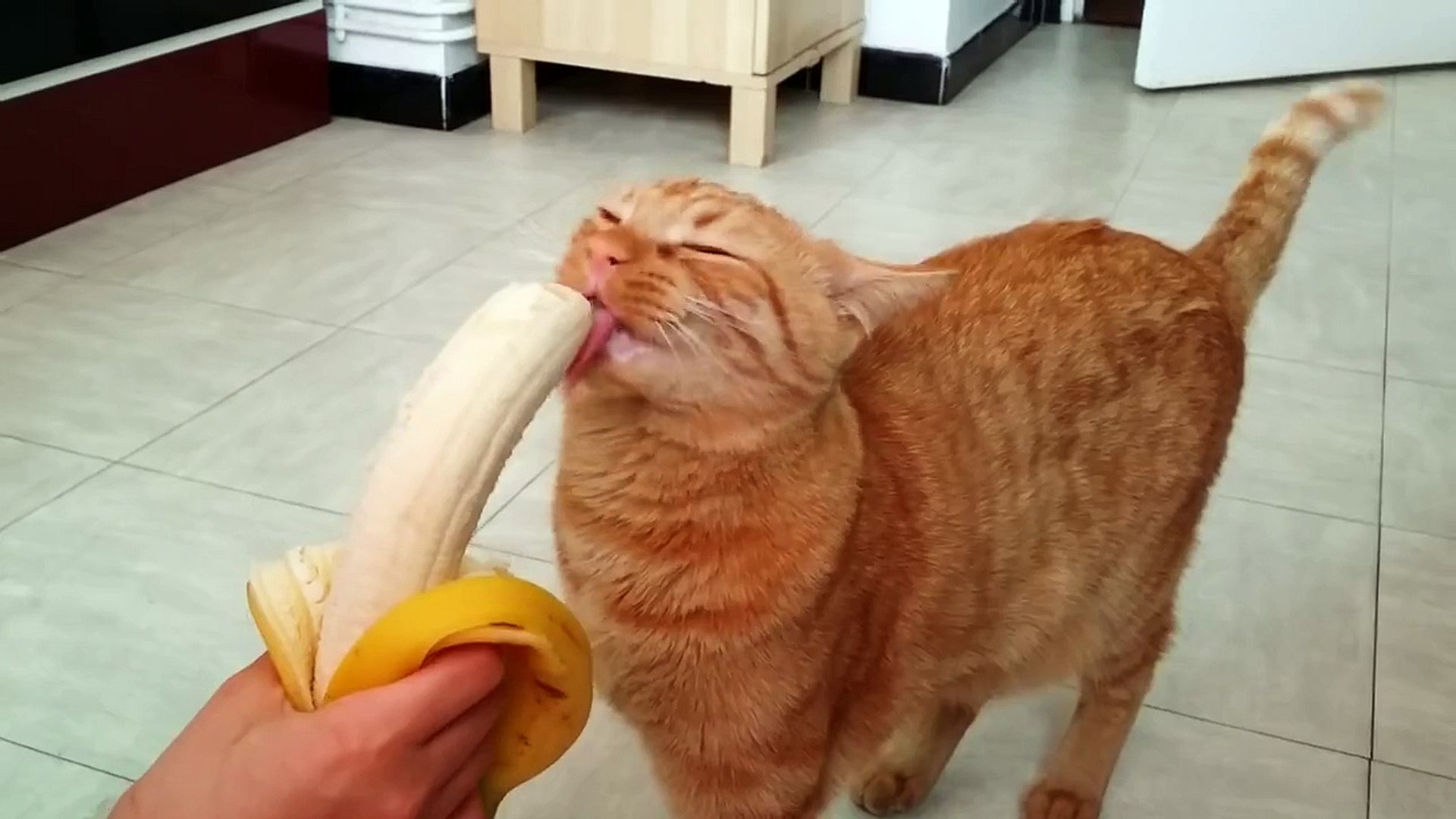 Можно ли кошкам банан. Кот банан. Кот лижет. Смешные котэ с бананом. Котик лижет банан.