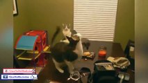 Los Gatos Más Graciosos Y Divertidos #2 (Funny Cats)
