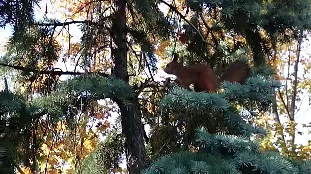 Белочка