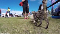 Un Chat en Visite dans une Exposition Canine rend tous les Chiens Hystériques