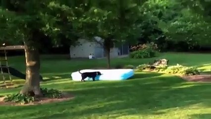 Une Mystérieuse Piscine gonflable se Déplace seule dans le Jardin