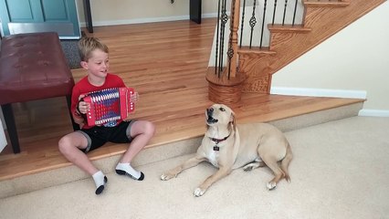 Dog Sings Along With Accordion