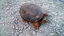 Watch What Happens when This Dude Goes Messing with a Snapping Turtle