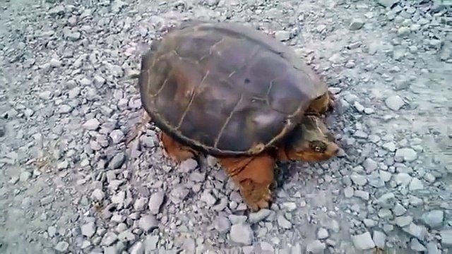 Watch What Happens when This Dude Goes Messing with a Snapping Turtle