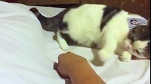 Cute Fluffy Cat Loves Human