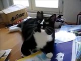 Supercats: Episode 1 — The Funniest Cat Video!