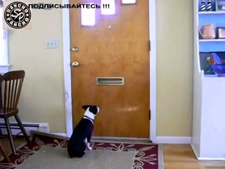 Ultimate Funny Dog Videos Compilation 2014 [NEW] DOG the MAILMAN ! RUST%uFFFD