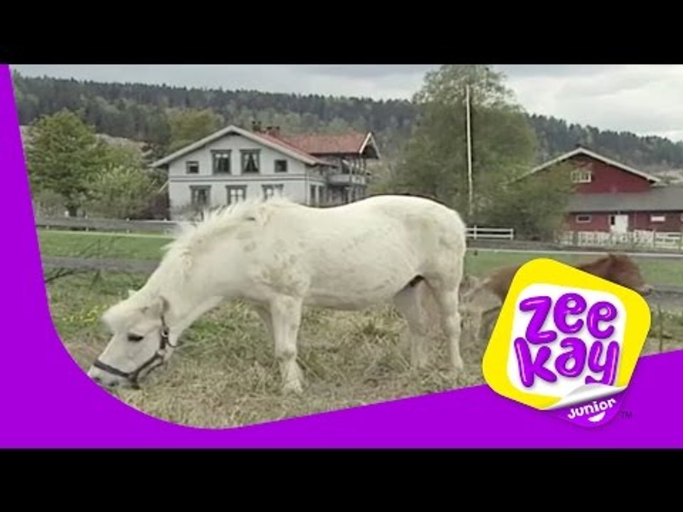 Back on the Farm - Part Two | Little Grey Fergie | ZeeKay Junior