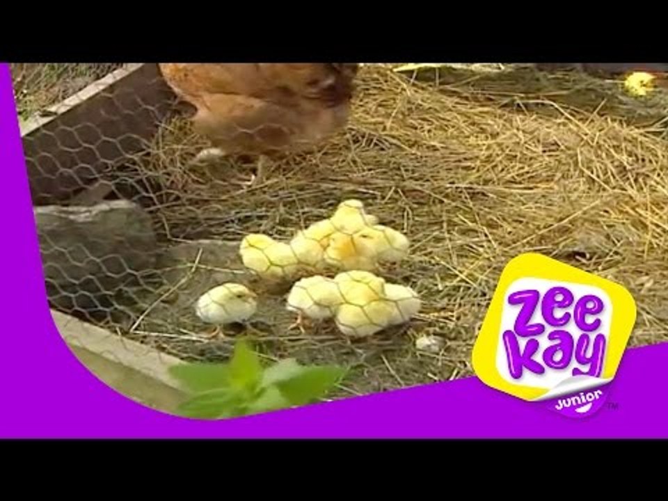 A Lovely Day on the Farm | Little Grey Fergie | ZeeKay Junior