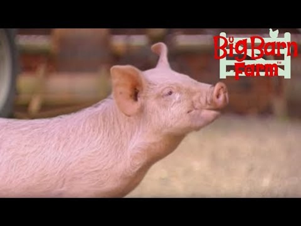 Someone's Got to Go! | Big Barn Farm | ZeeKay Junior