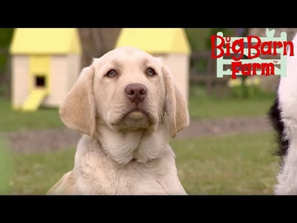 Petal the Sheepdog! | Big Barn Farm | ZeeKay Junior