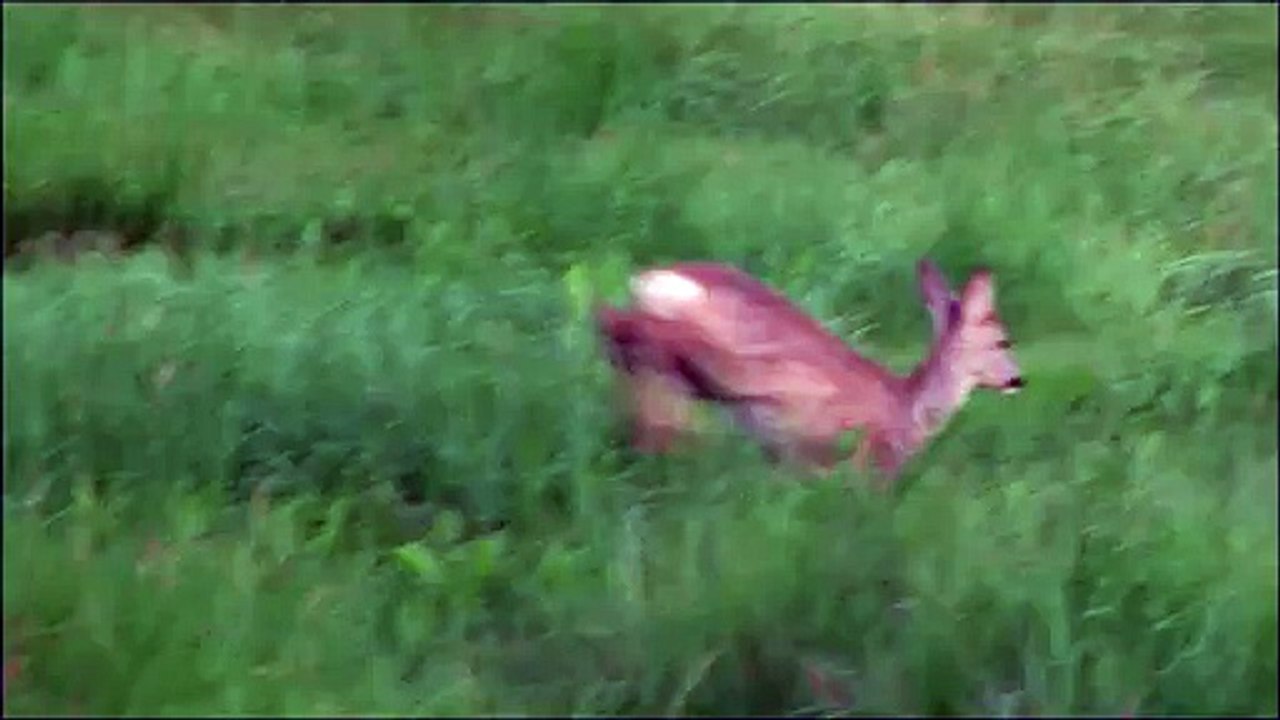 Bastian Baker vs Fawn ;) slowmotion JUMP