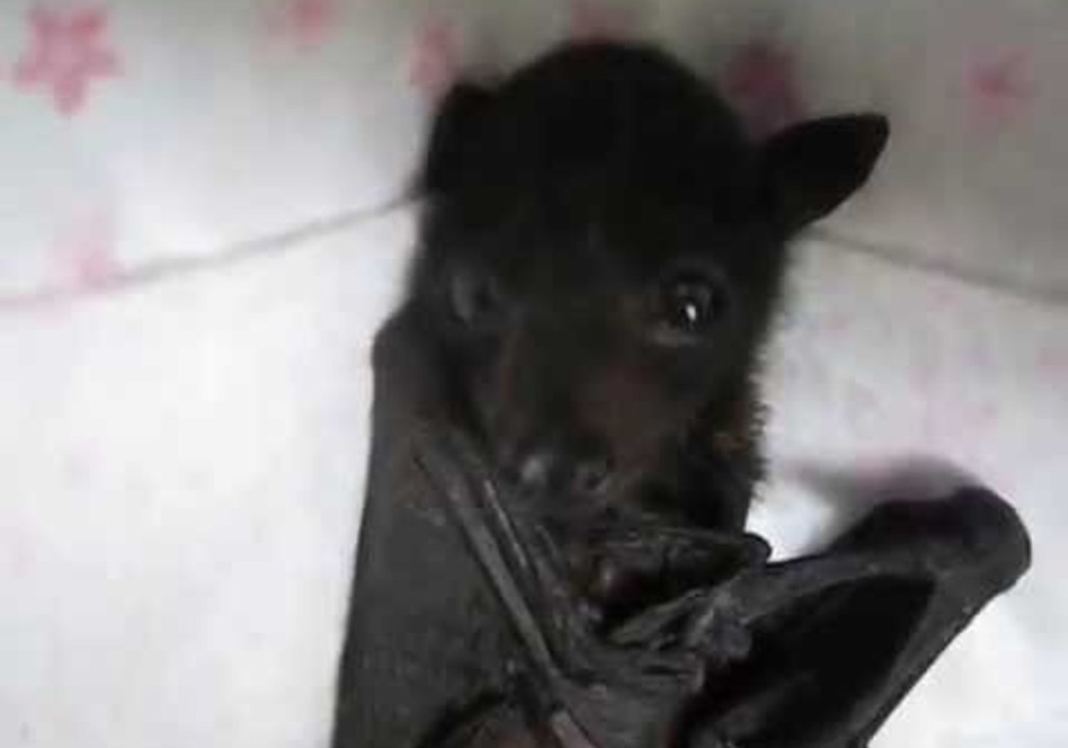 Baby Fruit Bat Yawning