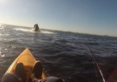 Whale Breaches in Kayaker's Path