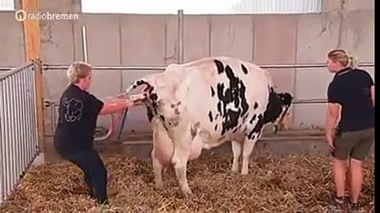 Watch How a Cow Gives Birth to Her Baby MUST WATCH VIDEO