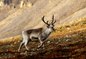 Les sámis, éleveurs de rennes face aux changements climatiques - COP21