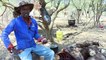 Afrique du sud : le bétail décimé par la sécheresse