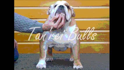 Lady Godiva Tan'rei Bulls 5éme au Ring d'Honneur Courtrai 2015