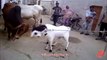 Funny Cow And Goat Fighting - Pakistan