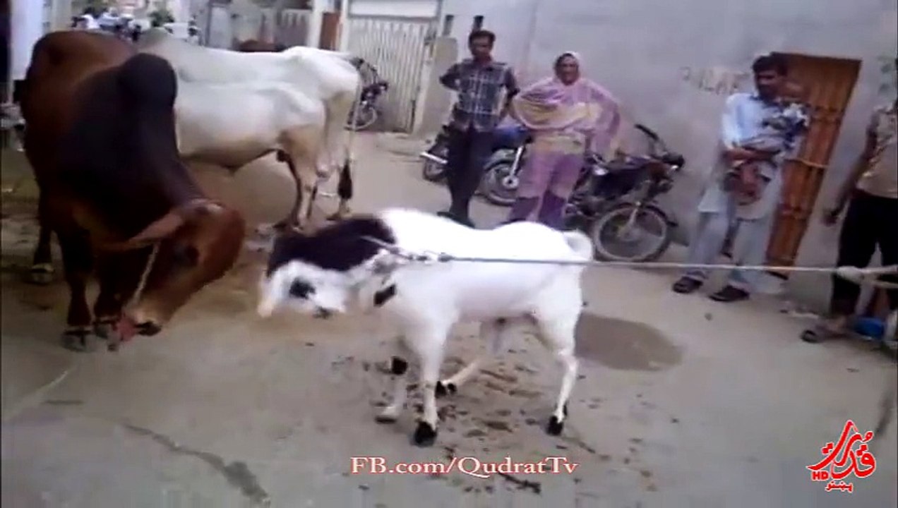 Funny Cow And Goat Fighting - Pakistan