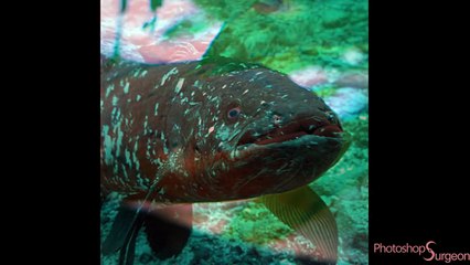 3.6 Billion Years of Evolution in Just 1 Minute 🌍