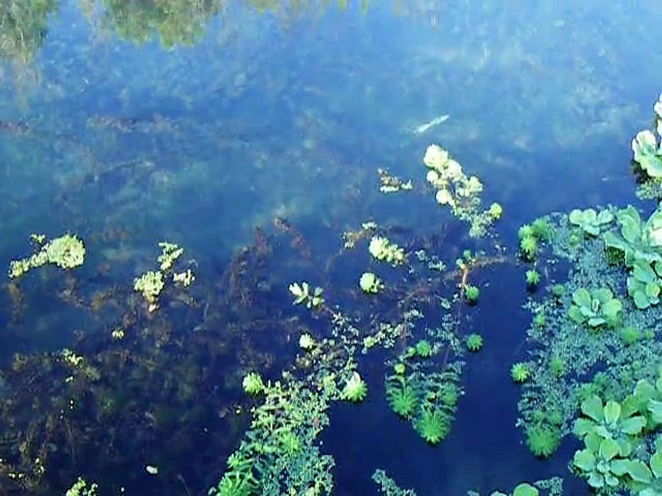 nage leurre souple weightless 16cm