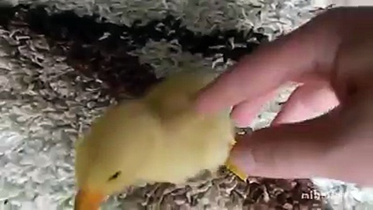 Most Beautiful video