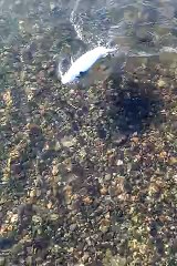 pesca con mosca rio limay (puesto de tapia) Argentina