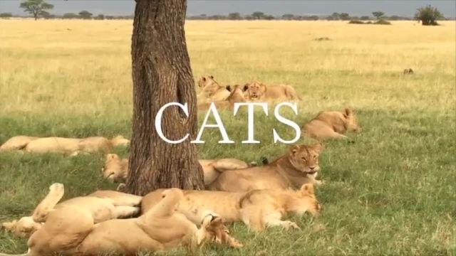 Shorter Than Short - African Safari: Big Cats