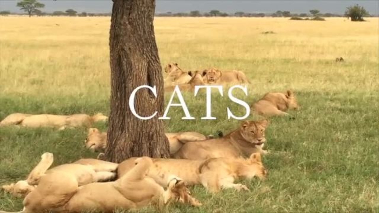 Shorter Than Short - African Safari: Big Cats