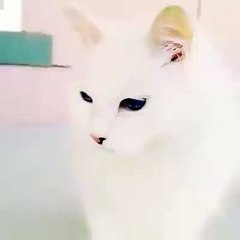 Kendine Hayran Bıraktıran Kedi