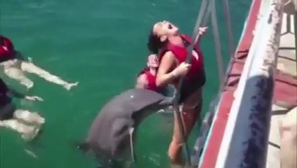 Crazy Dolphin