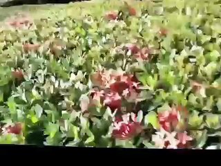 পার্কে গাছের আরালে ছেলে মেয়ের নোংরামি-Bangla Couple Romance in the Public Park
